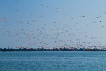 Flock of pink flamingos.Po river lagoon