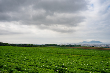 Fototapeta na wymiar ジャガイモの花咲く丘から雲のかかる函館山を望む