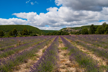 Obraz premium Vue sur le village de Banon en Provence, France. Champ de lavande au premier plan. Ciel bleu avec des nuages.
