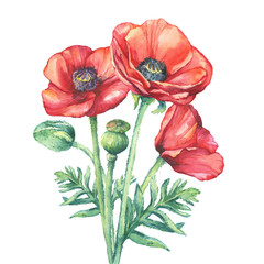 The bouquet flowering red poppies flowers (Papaver somniferum, the opium poppy). Watercolor hand drawn painting illustration, isolated on white background. - obrazy, fototapety, plakaty