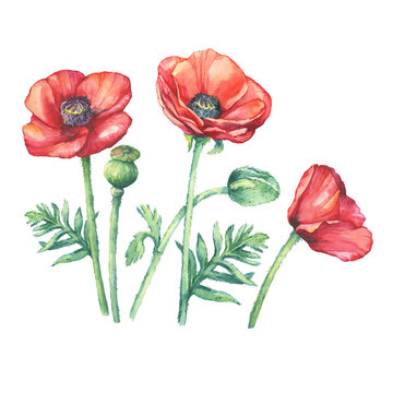 Set flowering red poppies flowers (Papaver somniferum, the opium poppy). Watercolor hand drawn painting illustration, isolated on white background.