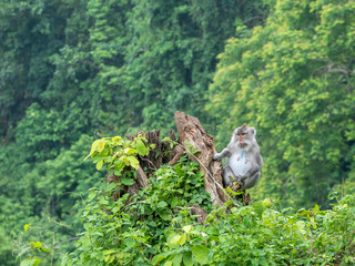 Monkey in Lombok, Indonesia