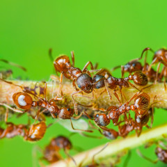 Red Ant Colony Macro