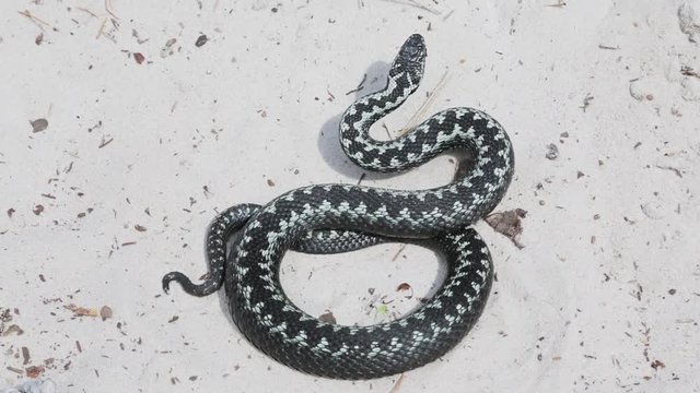 Swamp adder ominously rolled in the sand and attacks