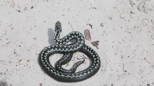 Swamp adder ominously rolled in the sand and prepares to attack