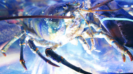 Lobster in aquarium on fish market