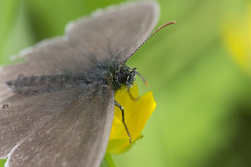 Ringlet