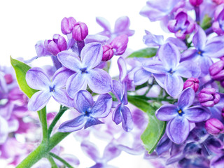 Lilac Flowers Close-up
