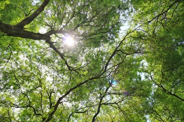 Big tree with green leaves and sunlight. Nature background concept.