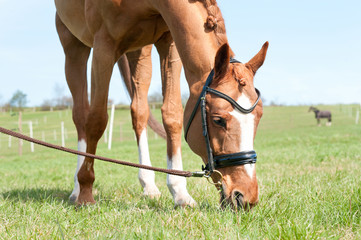 Obraz premium Closeup head of red horse eating green grass.