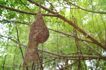 A nest filled in the branch of a tree. Soft focus with copy space.