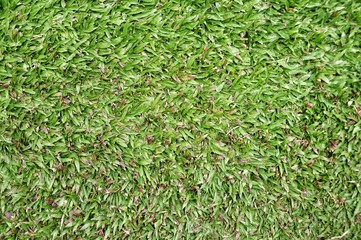 green grass background