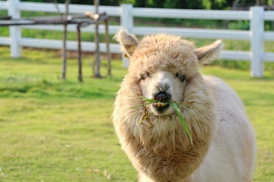 A cute light brown alpaca is eating grass in the farm with relax and enjoy.