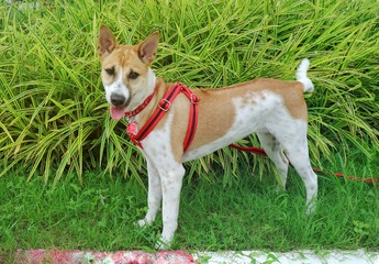 A white and brown Ridgeback dog tie straps in red standing in the garden. Soft focus.