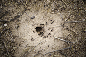Worker ants in a natural anthill