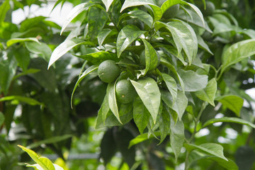 Lime fruit growing on a tree