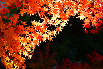 Japanese red maple leaf on dark background in autumn