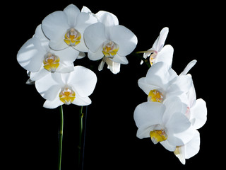 Orchidée blanche (phalaenopsis) sur fond noir