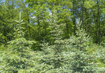 forest scenery with conifers