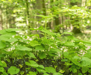 ground cover vegetation