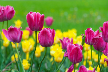 yellow and pink tulip field