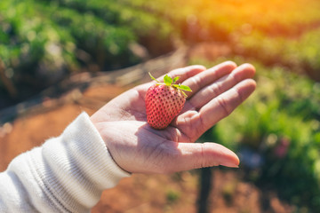 Woman handful or holding of delicious red fresh strawberries in the garden