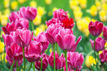 Obraz premium yellow and pink tulip field