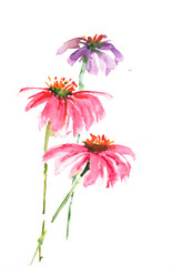 Beautiful wildflower on white, hand drawn watercolor illustrator