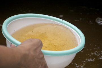 Larval shrimp in plastic bowl. Aquaculture animals.
