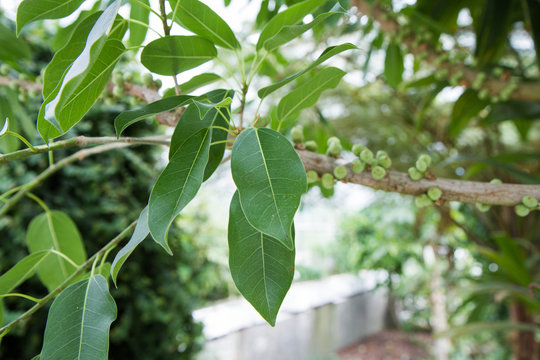 Ficus japonica tree in close up