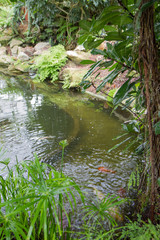 Fototapeta na wymiar A pond surrounded by plants with goldfish swimming in it