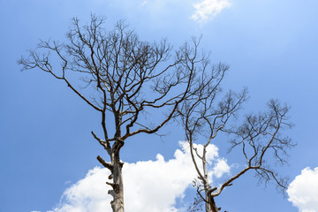 dry dead branches  of tree on white cloud and blue sky background.