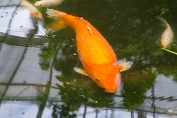 Koi, an ornamental carp