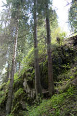 Forest trees in Bucegi mountains, Romania, Spring day