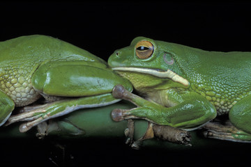 Laubfrosch als Studioaufnahme vor schwarz
