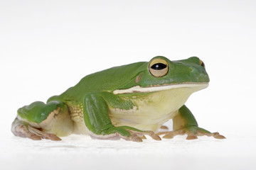 Laubfrosch aus der Froschperspektive Studioaufnahme