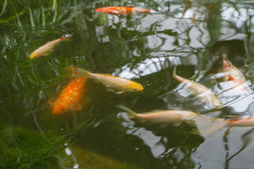 Feeder Goldfish Photos Royalty Free Images Graphics Vectors