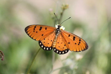Fototapeta na wymiar Laos Schmetterling Monarch