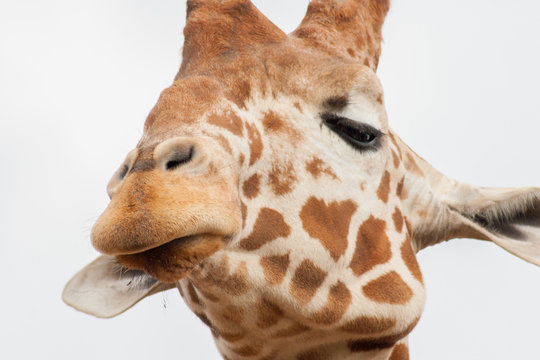 Close-up of a Giraffe Head
