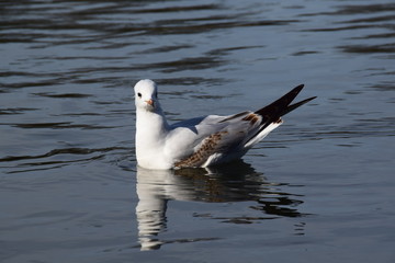 Möwe schwimmt 3