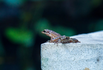 Common tree frogs