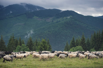 Sheeps herd on the pasture. Farm composition