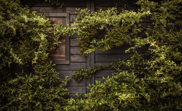 Gartenhaus zugewachsen