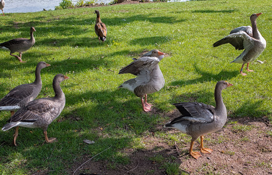 Gänse posieren für die Kamera