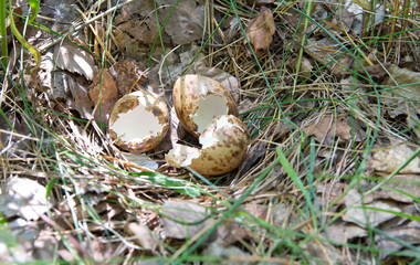 Empty partridge eggs in the nest in their natural habitat, in the woods. The Chicks hatched and...