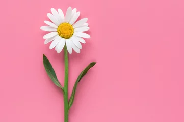 Foto auf Acrylglas Blumen Isolated white chamomile flower on pink background. Top view. 