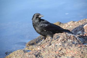 Krähe am Fels 3