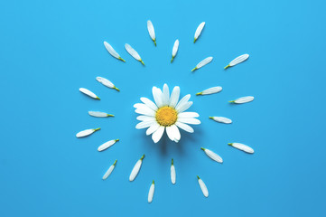 Chamomile flower with petals on blue background. Top view