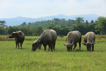 buffalo asiatic