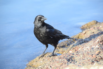 Krähe am Fels 1